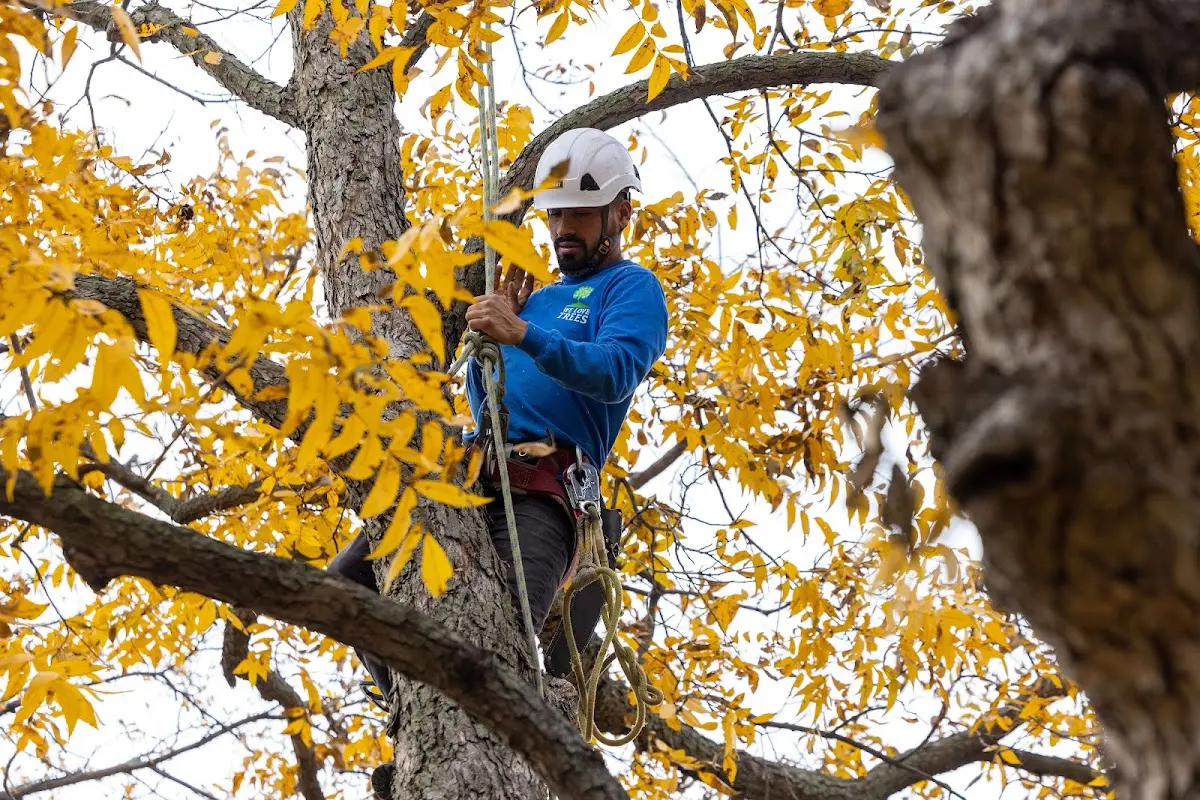 Skilled Tree Transplanting crew working in Tres Pinos